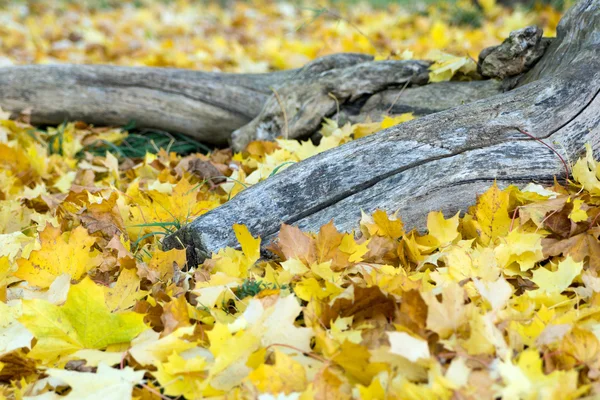 Muitas folhas coloridas em um gramado no outono — Fotografia de Stock