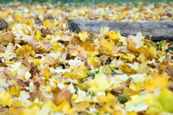 De nombreuses feuilles colorées sur une pelouse en automne — Photo