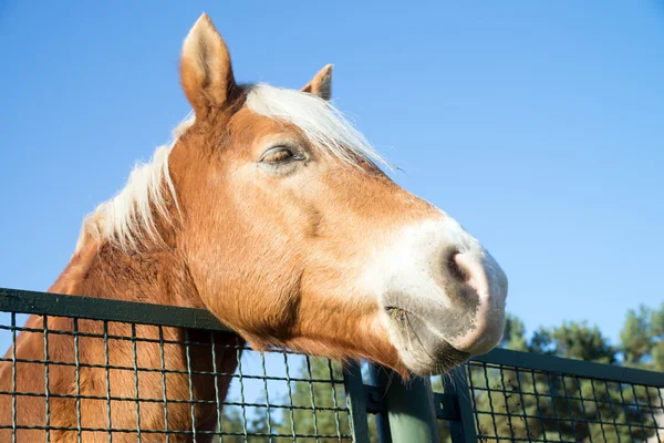 Cavallo in un recinto — Foto Stock