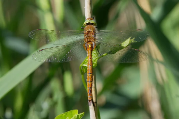 Norfolk Hawker Znany Również Jako Hawker Zielonookim Oku Eschna Isosceles — Zdjęcie stockowe