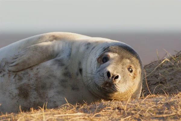 Šedé Tuleně Štěně Chovných Plážích Severním Norfolku — Stock fotografie