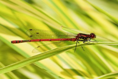Büyük kırmızı kız sineği, pirrhosoma nymphula, bir yaprağın üzerinde dinleniyor..