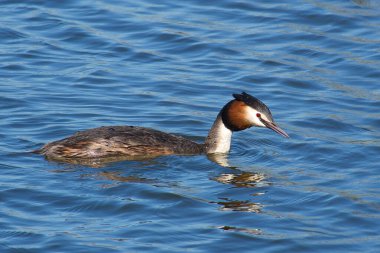 Norfolk Broads, İngiltere 'deki Great Crested Grebe..