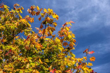 Ağaçtan düşen sonbahar yaprakları, 