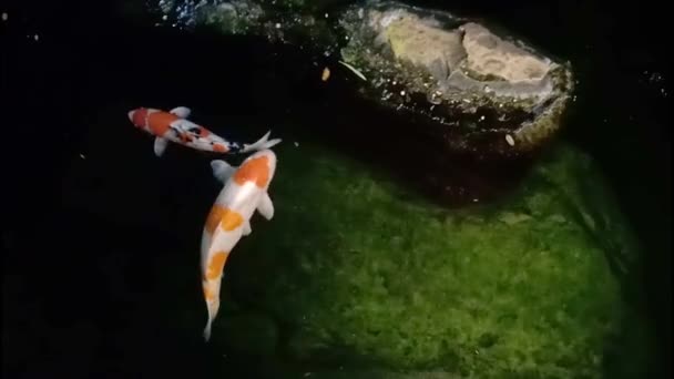 Риба Великого Коя Плаває Садку Тайського Саду — стокове відео