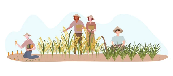 Farmers planting on rice field fertilizer harvest with flat cartoon style — Stock Vector