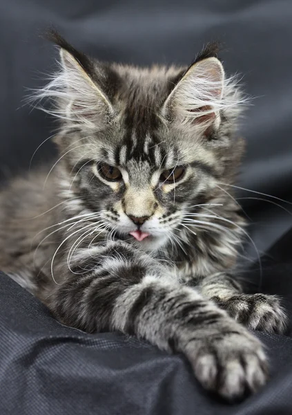 Katze Maine Coon schwarz Tabby-Katze Kitten Portrait — Stockfoto
