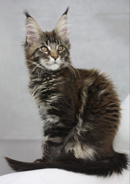 Katze Maine Coon siyah tekir kedi yavru kedi portre