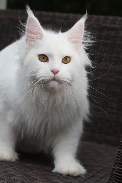 Katze Maine Coon beyaz — Stok fotoğraf