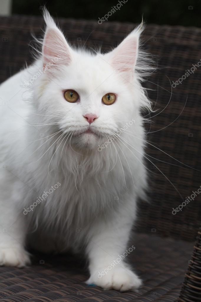 Katze Maine Coon Biały Zdjęcie Stockowe Jenniferkrause 106940696