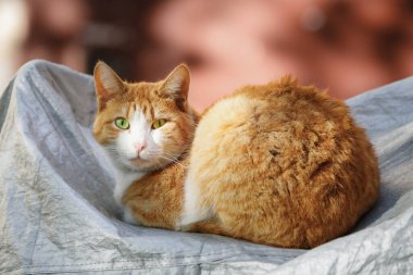 Uyuyan sokak kedisi ve batan güneşin altında güneşlenen.