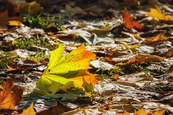 Herbstblatt auf dem Boden. schönes Sonnenlicht auf Laub — Stockfoto