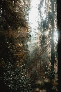 Koyu uzun çam ormanı. Mistik ve güzel vahşi yaşam manzarası