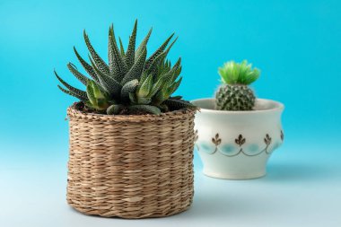 aloe vera ve kaktüs mavi arka planda saksıda