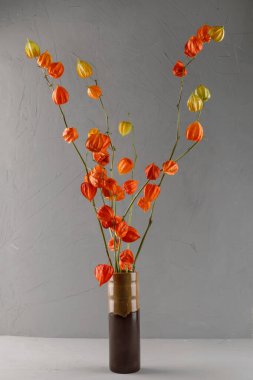 Karanlık bir arka planda kurumuş fizsalis. Parlak botanik bitkisi