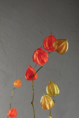 Gri arka planda kurumuş fizsalis. Parlak botanik bitkisi