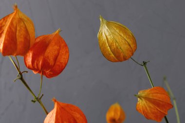 Gri arka planda kurumuş fizsalis. Parlak botanik bitkisi