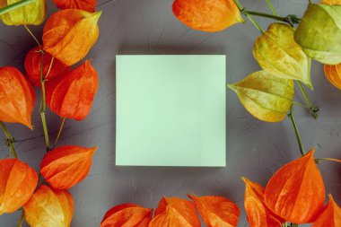 Kurumuş fizsalisten yapılmış bir çerçeve. beyaz sayfada boş