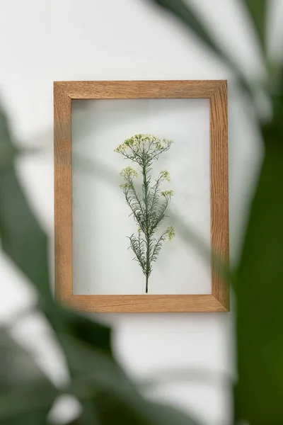 Flores secas en un marco. paredes con hojas botánicas. Decoración boho ecológica. — Foto de Stock