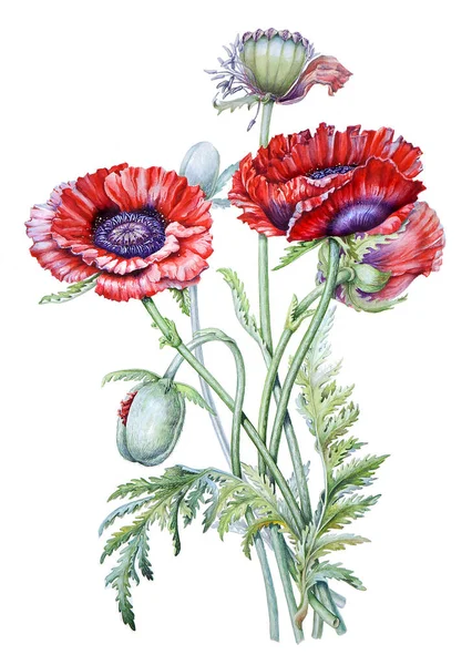 Aquarell Botanische Illustration des scharlachroten Mohns isoliert auf weißem Hintergrund. — Stockfoto