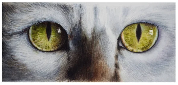 Dibujo realista acuarela de ojos de gato verde. Fotos de stock
