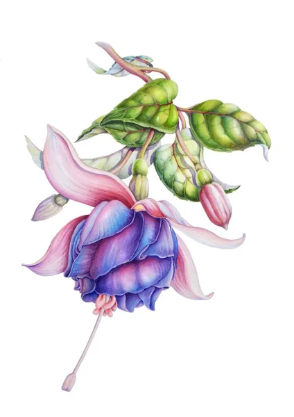 Υδατογραφία ρεαλιστικό σχέδιο ενός φούξια λουλούδι και οφθαλμός. — Φωτογραφία Αρχείου