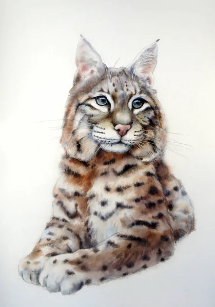 Watercolor ilustração realista de um lince norte-americano vermelho. Bobcat.. Imagens Royalty-Free