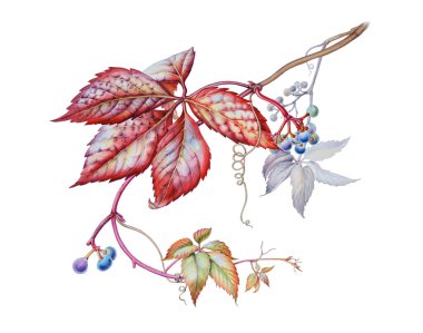 Virginia Creeper 'dan suluboya botanik çizimi. Kızlık üzümleri.