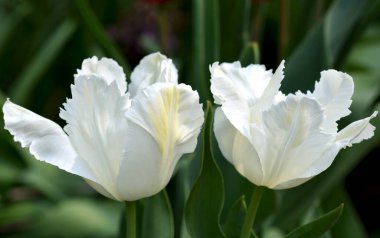 Yeşil yaprakların arasında iki narin beyaz lale