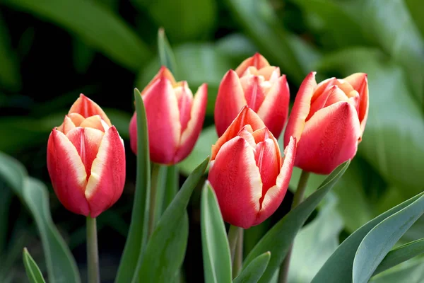 Helle Zweifarbige Tulpen Dekorative Dekoration Des Frühlingsgartens Stockfoto