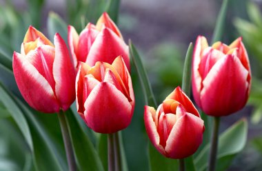 Bahar bahçesinin parlak iki renkli laleleri dekoratif süslemesi