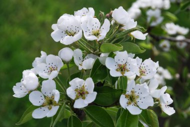 Yeşil yaprakların arasında narin beyaz armut çiçekleri