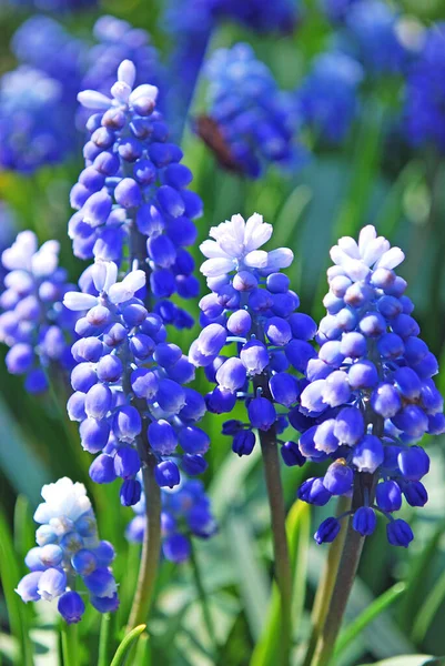 Narin Mavi Muscari Parlak Bir Bahar Çiçeği Süslemesi — Stok fotoğraf