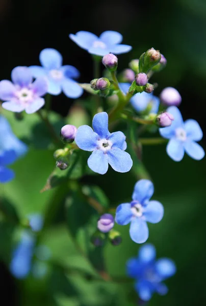 Delicati Fiori Blu Forget Tra Foglie Verdi — Foto Stock