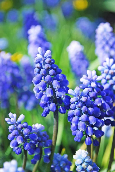 Narin Mavi Muscari Parlak Bir Bahar Çiçeği Süslemesi — Stok fotoğraf