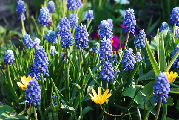 Narin Mavi Muscari Parlak Bir Bahar Çiçeği Süslemesi — Stok fotoğraf