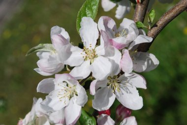 yeşil yaprakların arasında pek çok narin elma filizlenir.