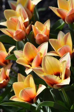 bicolor laleler bahar çiçeklerinin parlak süslemeleri