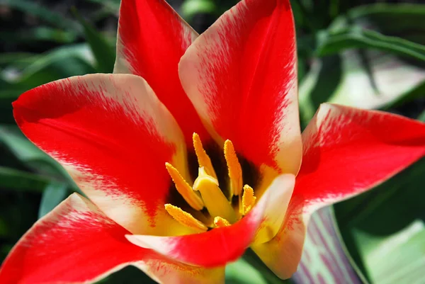 Tulipes Bicolores Décoration Lumineuse Lit Fleurs Printemps — Photo