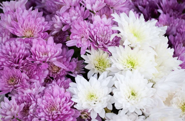 Bir buket pembe ve beyaz kasımpatı.