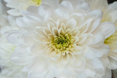 Sarı-yeşil merkezli beyaz çift kasımpatı.