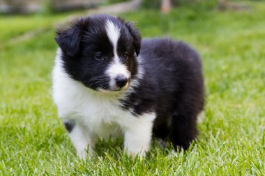 Shetland shepard köpek yavrusu