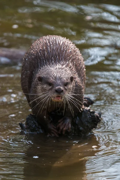 Loutre de rivière dans le lac — Photo