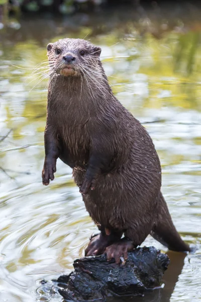 Rivier otter in het meer — Stockfoto