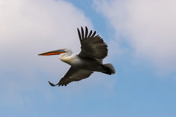 Fliegender Dalmatiner-Pelikan — Stockfoto