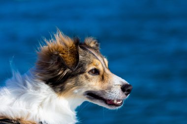 bir teknede mutlu köpek 