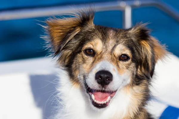 Glücklicher Hund auf einem Boot im Sommer Stockfoto