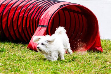 Beyaz bir köpek çeviklik köpekle