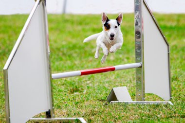 Agility dog with a Jack Russell Terrier clipart