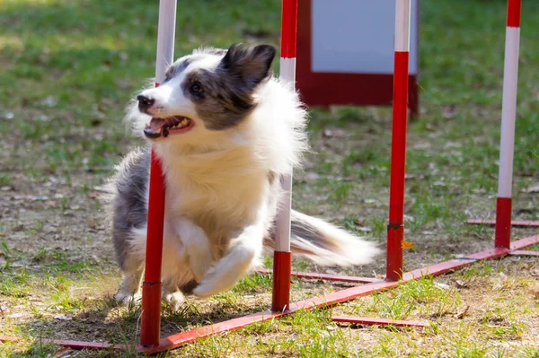 Cão de agilidade com um collie de borda azul — Fotografia de Stock